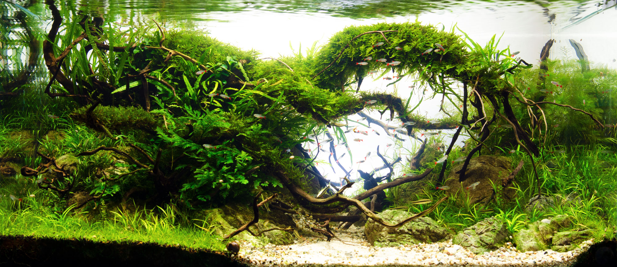 The Orange Scapers: Enrico Fortuna e l’acquario per utenti esperti