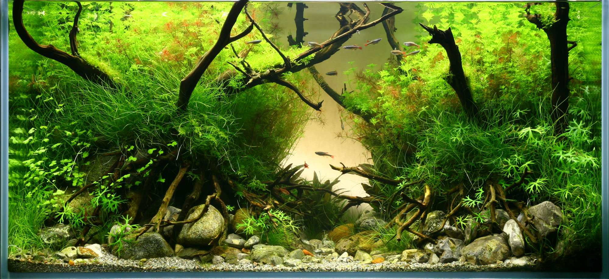 The Orange Scapers: Roberto Bielli presenta l’acquario per utenti super esperti