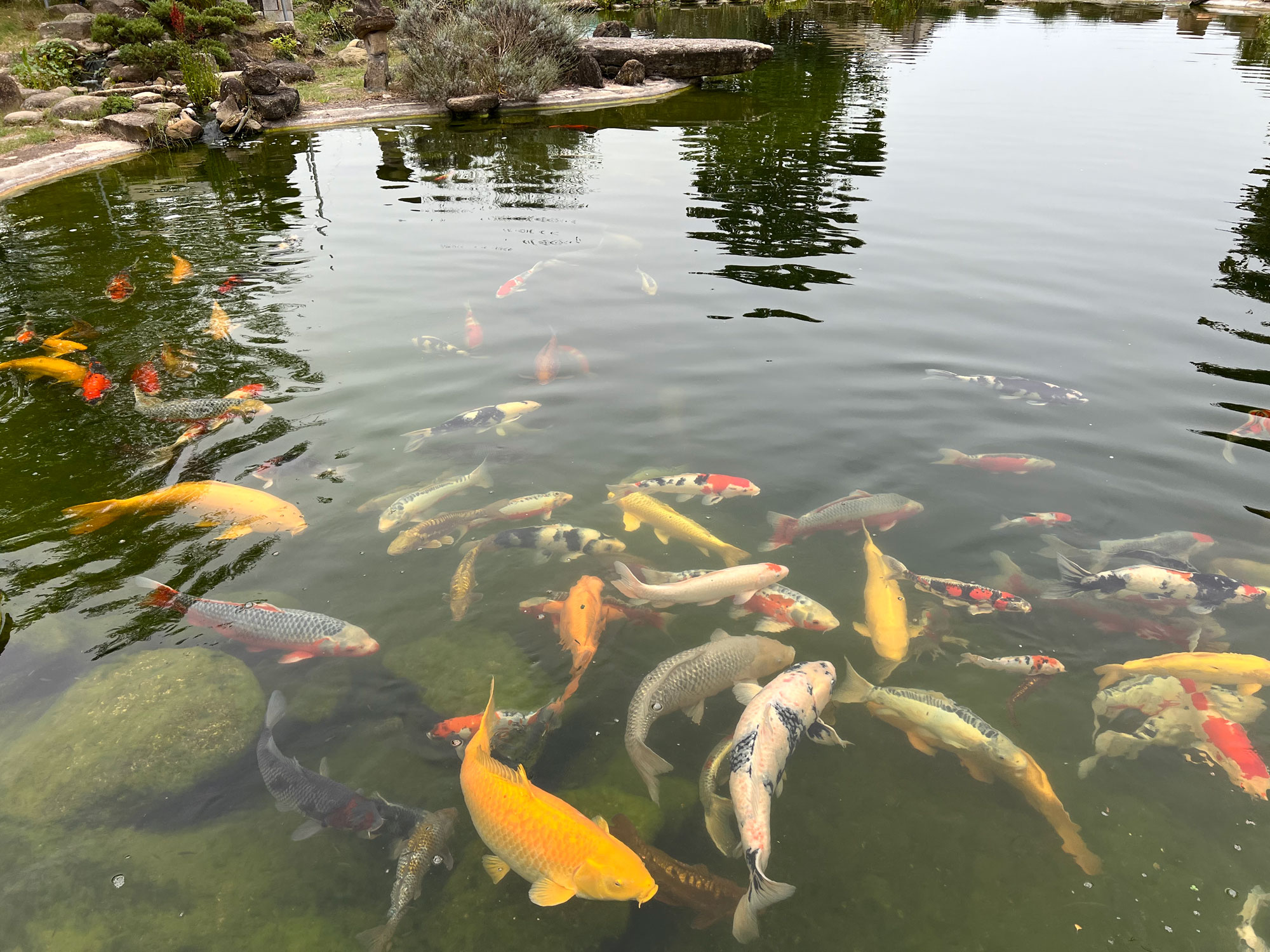 ASTA KOI – PRESSO LUCA CEREDI KOI FARM